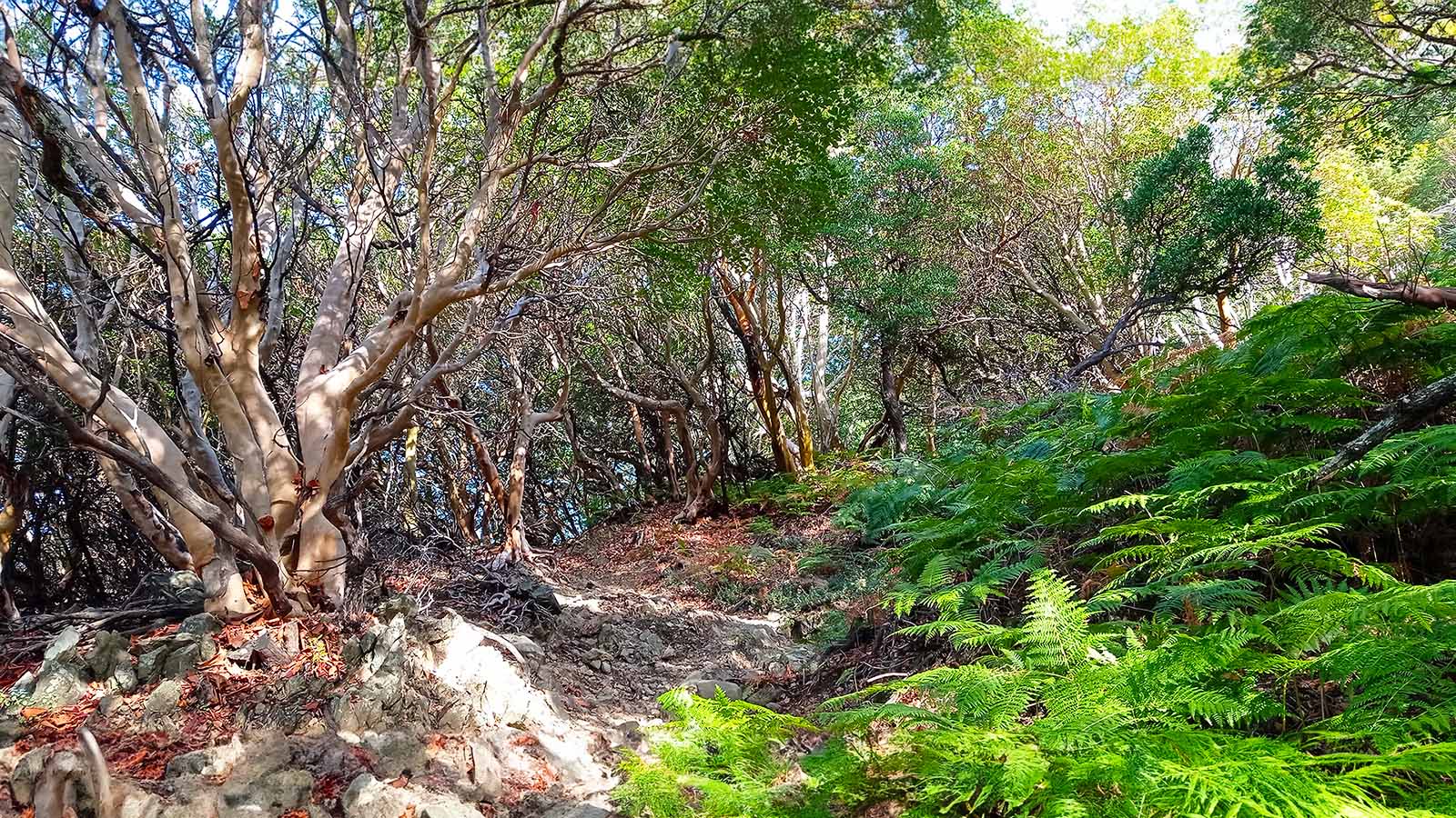 ΣΑΜΟΘΡΑΚΗ Κορυφή Φεγγάρι-Φαράγγι Φονιά-Γριάς Βάθρα! - 1